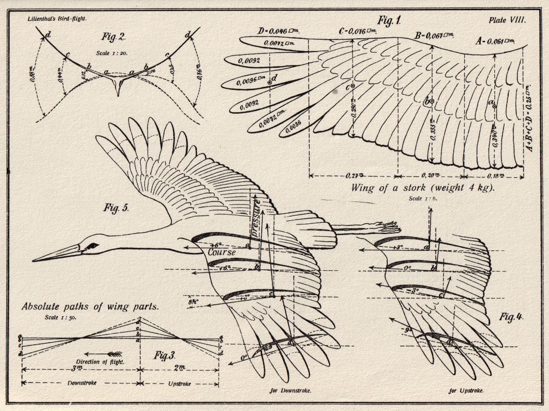 Stork - Otto Lilienthal